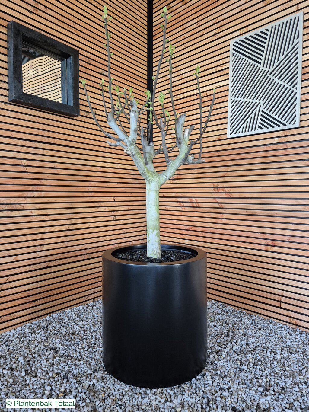productfoto van plantenbak Aluminium Circum - Grote Vijgenboom