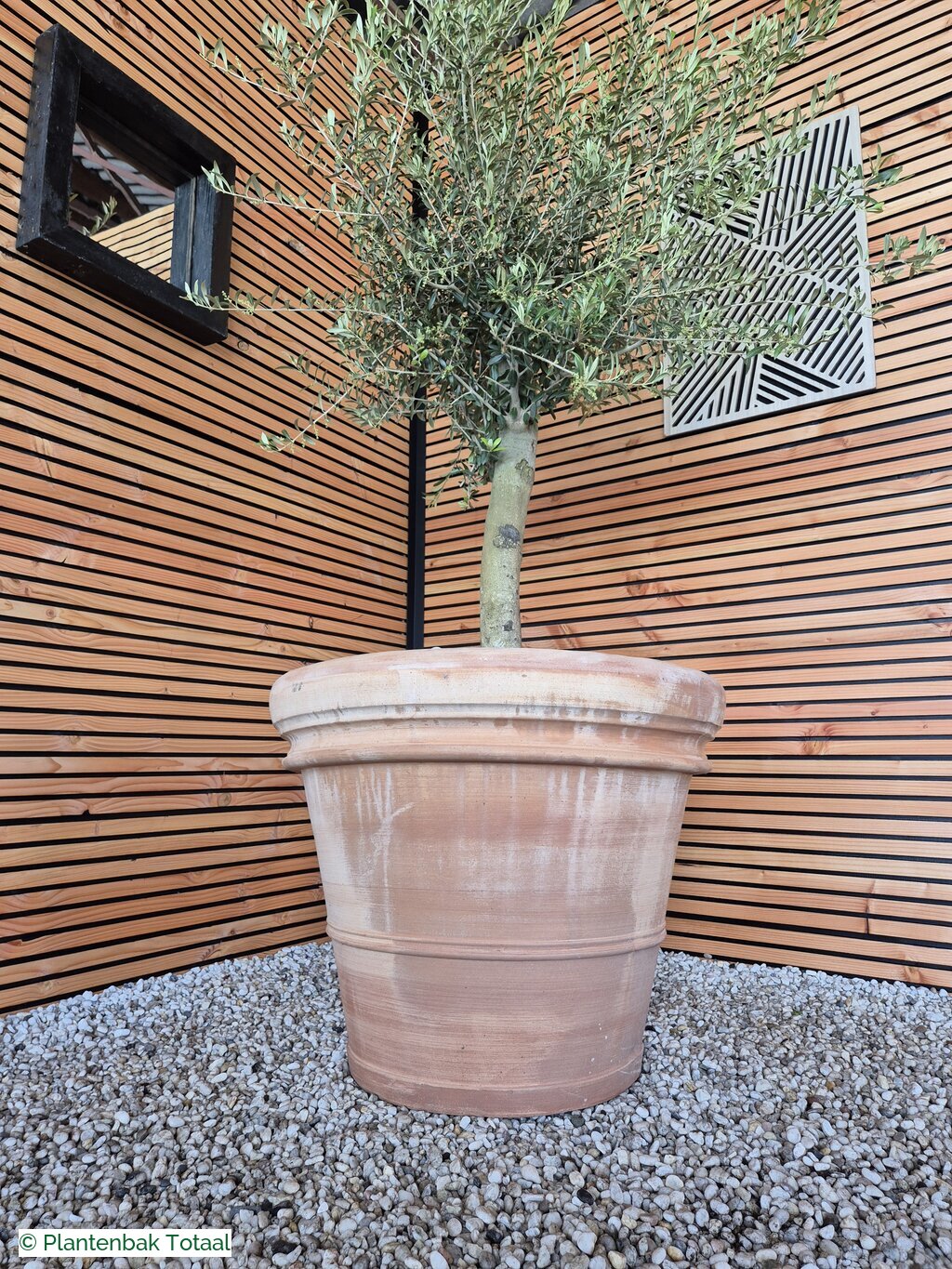 productfoto van plantenbak Terracotta Pot - Grote Olijfboom