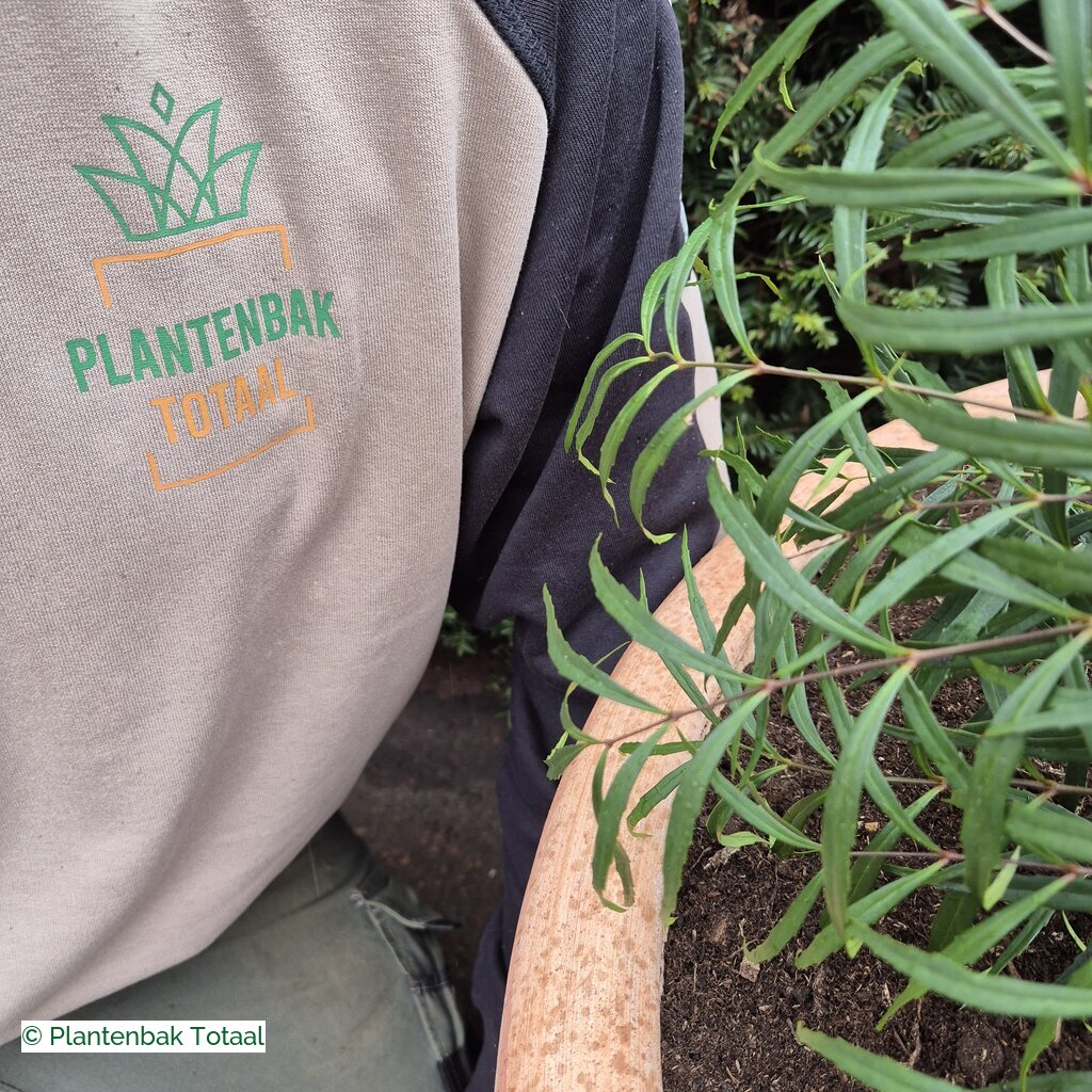productlijn foto van plantenbak TC Pot rond