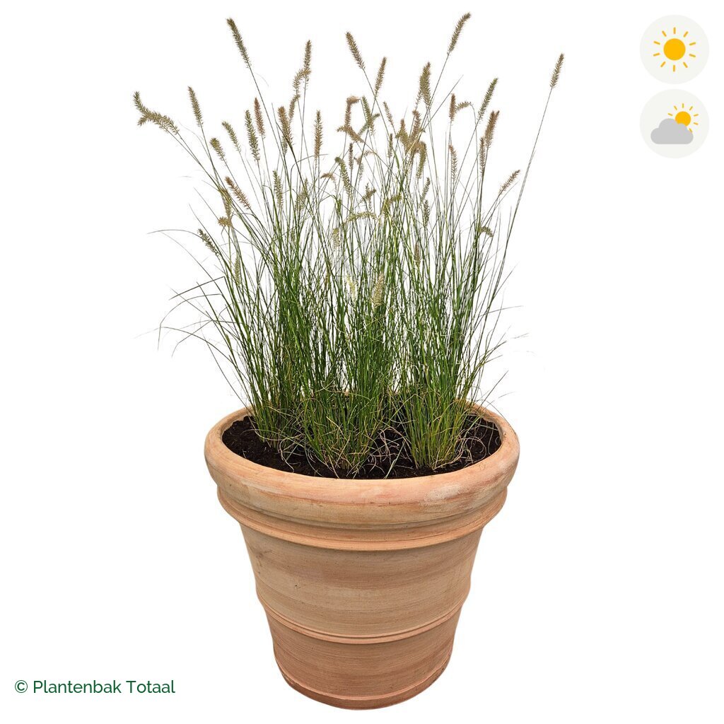 productfoto van plantenbak Terracotta Pot Lampenpoetsersgras