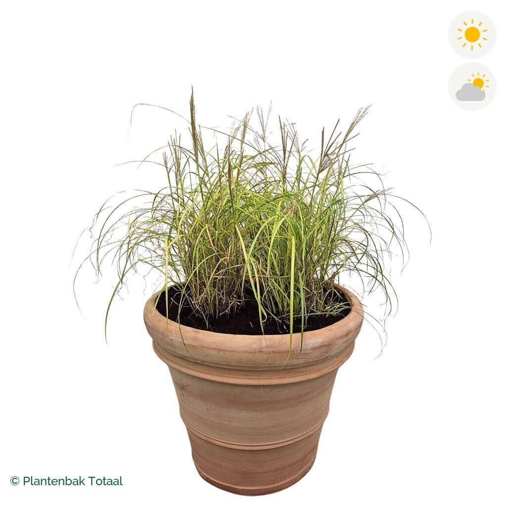 productfoto van plantenbak Terracotta Pot Prachtriet