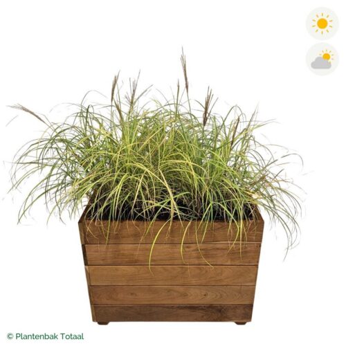 productfoto van plantenbak Hardhout Granada Rechthoek Prachtriet