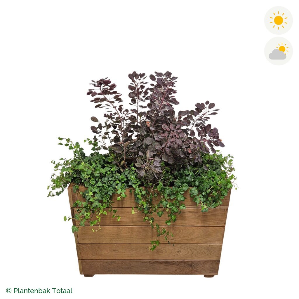 productfoto van plantenbak Hardhout Granada Rechthoek Pruikenboom Combinatie