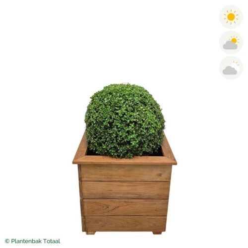 productfoto van plantenbak Hardhout Granada Vierkant Japanse Hulst