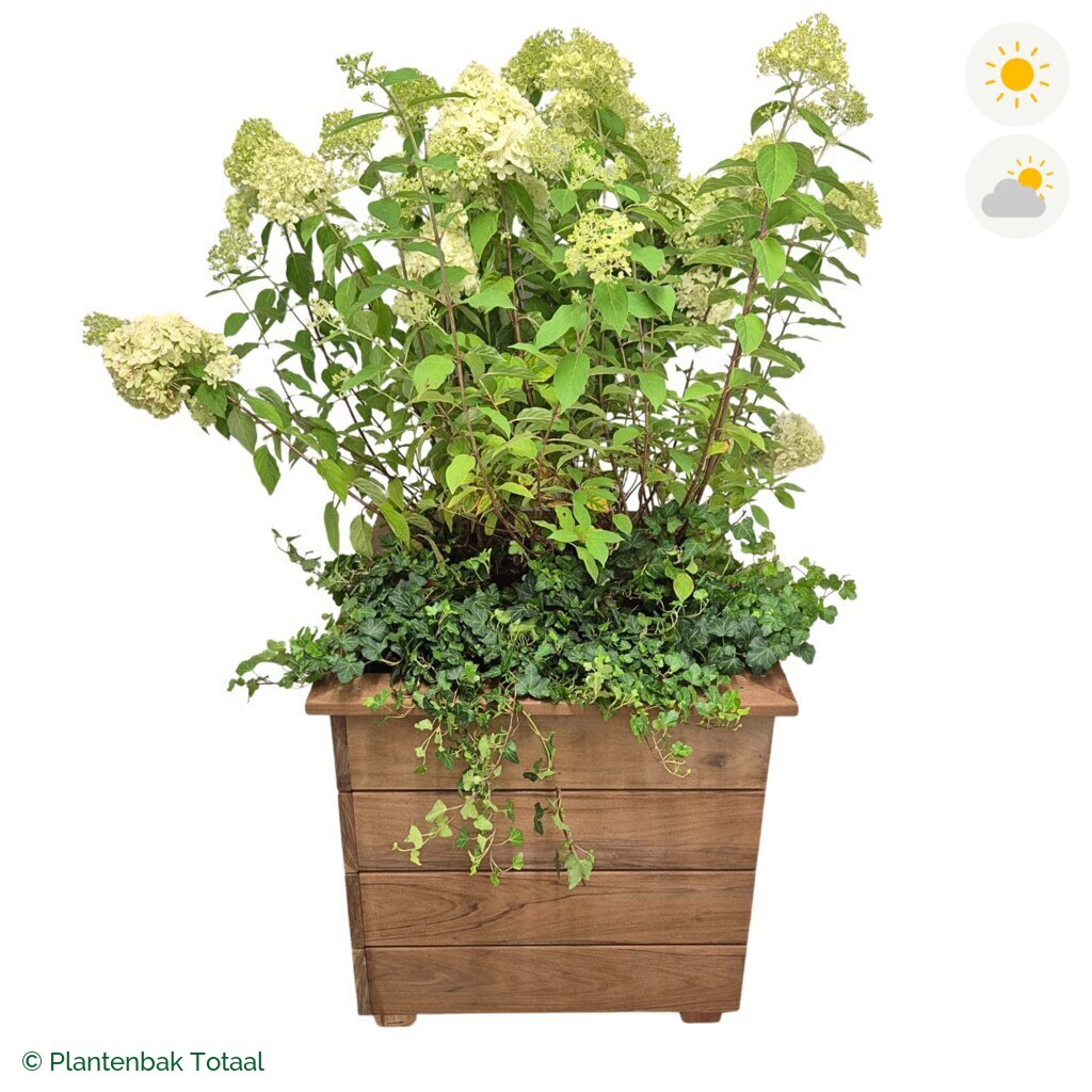 productfoto van plantenbak Hardhout Granada Vierkant Pluimhortensia Combinatie