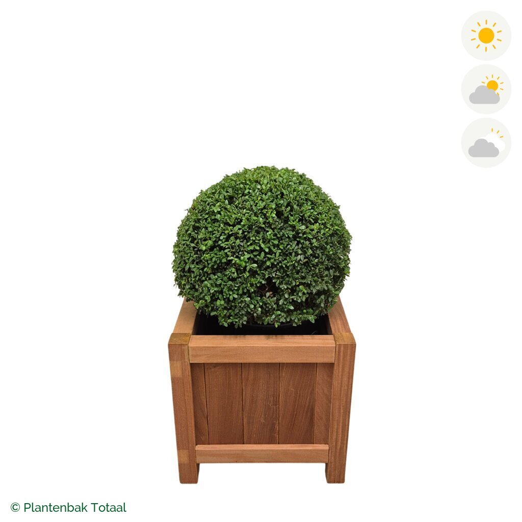 productfoto van plantenbak Hardhout Valencia Japanse Hulst