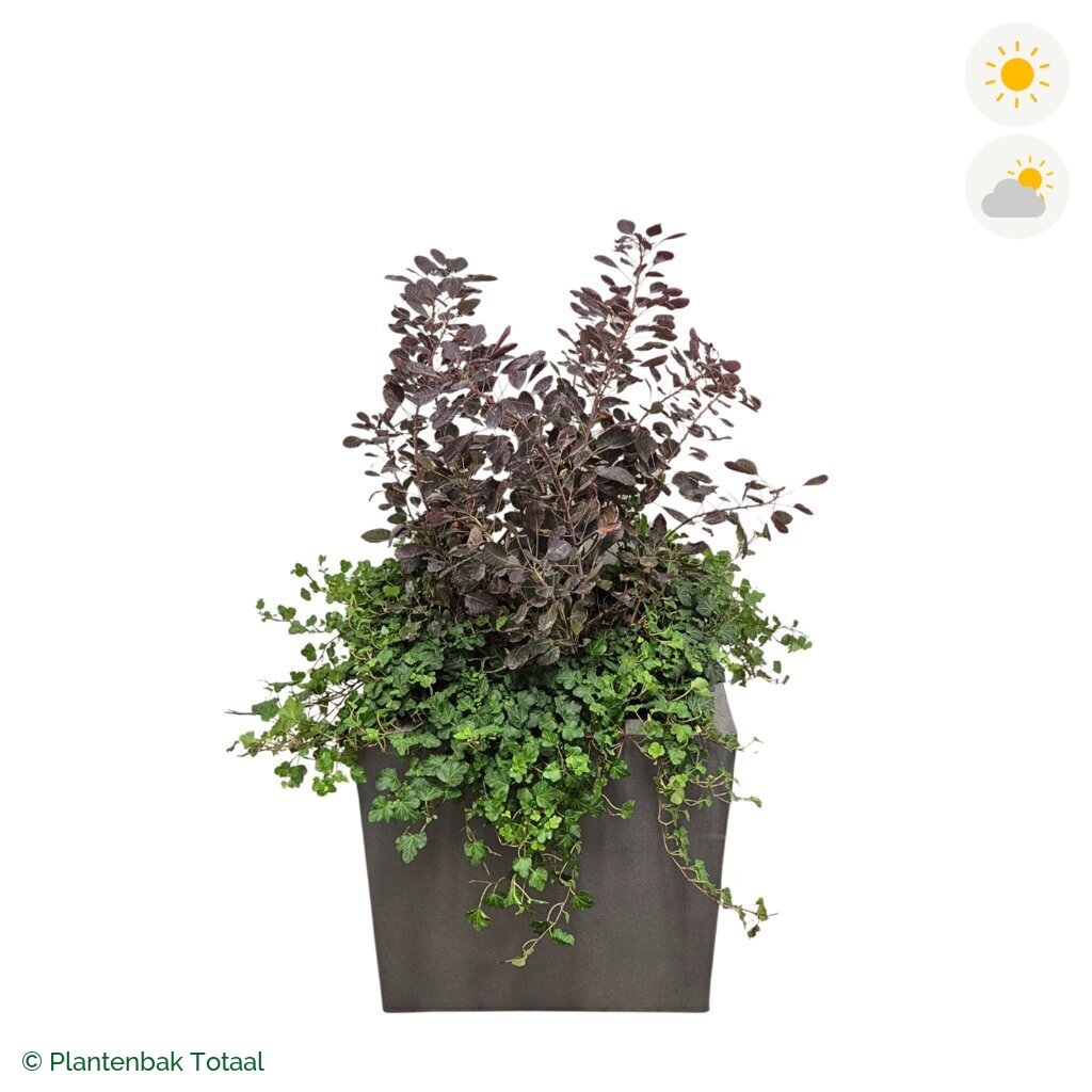 productfoto van plantenbak Fiberstone Block Vierkant Pruikenboom Combinatie