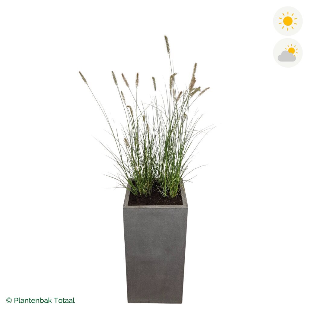 productfoto van plantenbak Fiberstone Bouvy L Lampenpoetsersgras