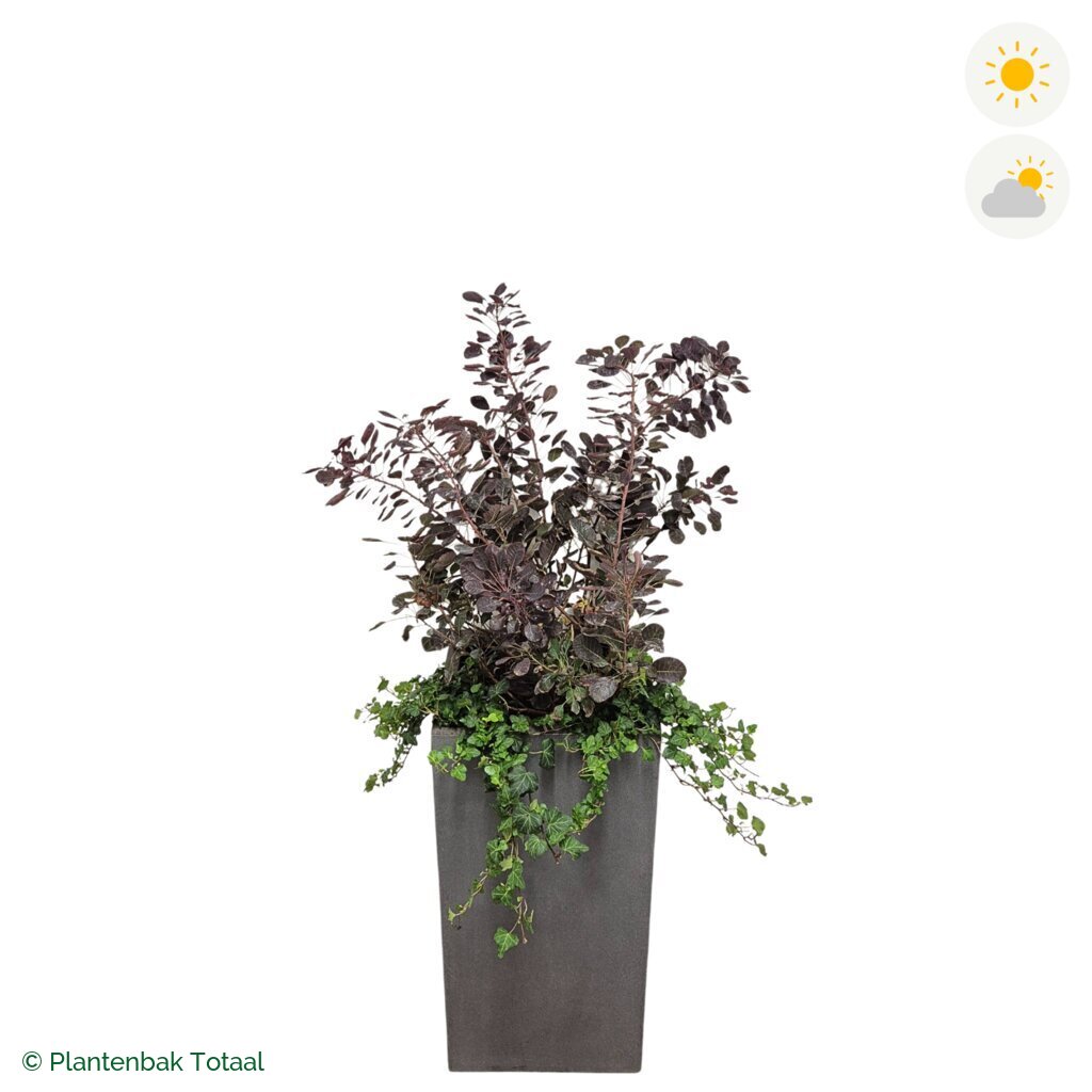 productfoto van plantenbak Fiberstone Bouvy L Pruikenboom Combinatie