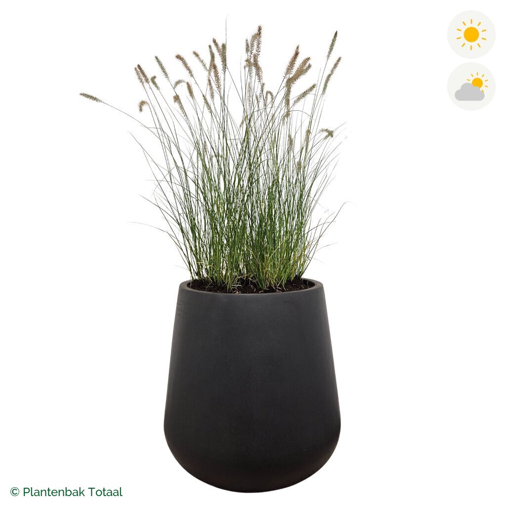 productfoto van plantenbak Fiberstone Pax Lampenpoetsersgras