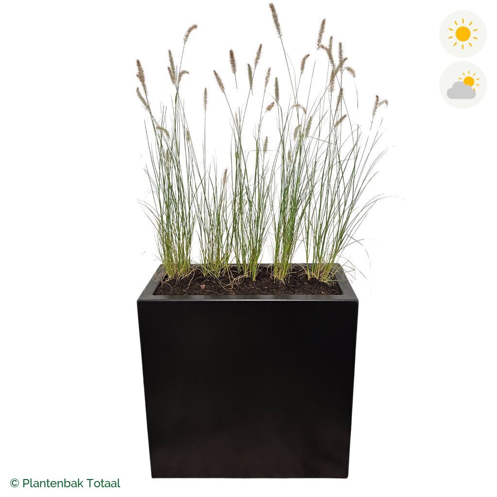productfoto van plantenbak Aluminium Carrez Rechthoek Lampenpoetsersgras