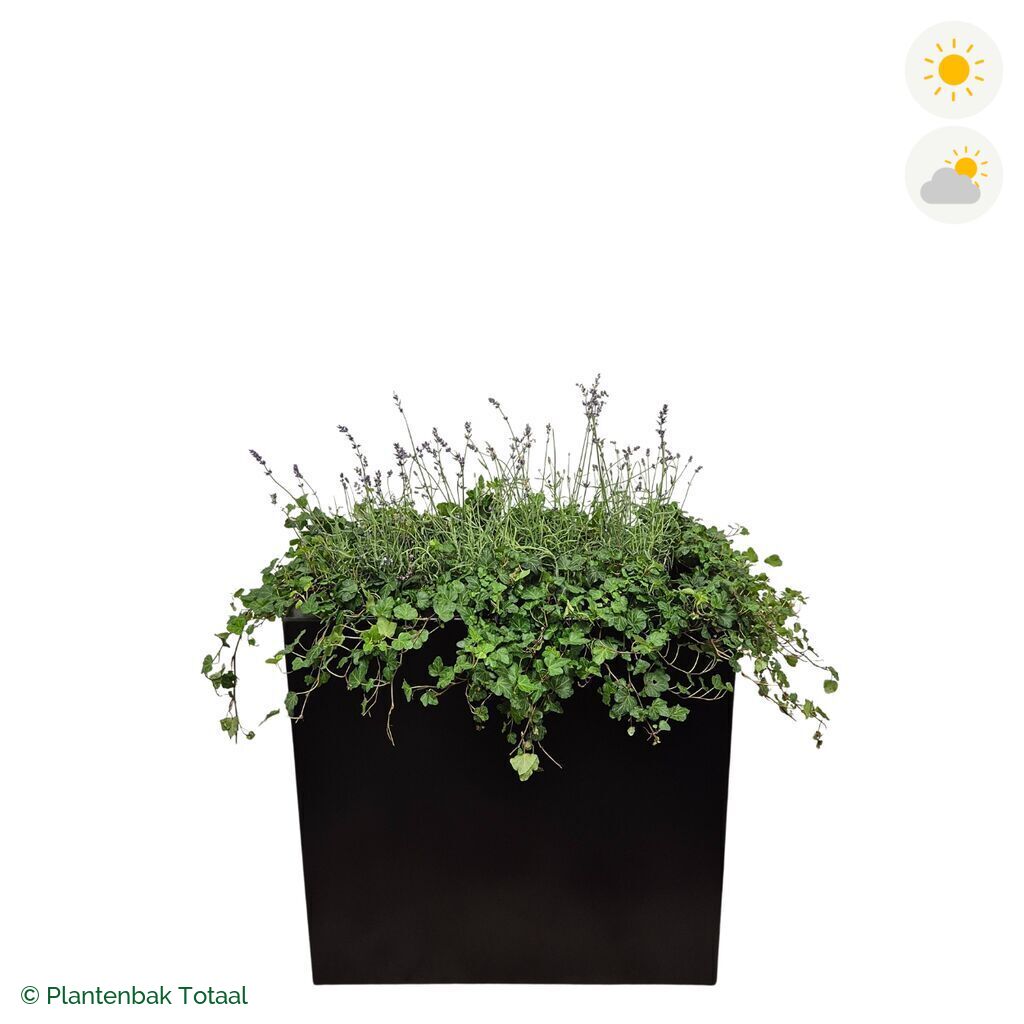 productfoto van plantenbak Aluminium Carrez Rechthoek Lavendel Combinatie