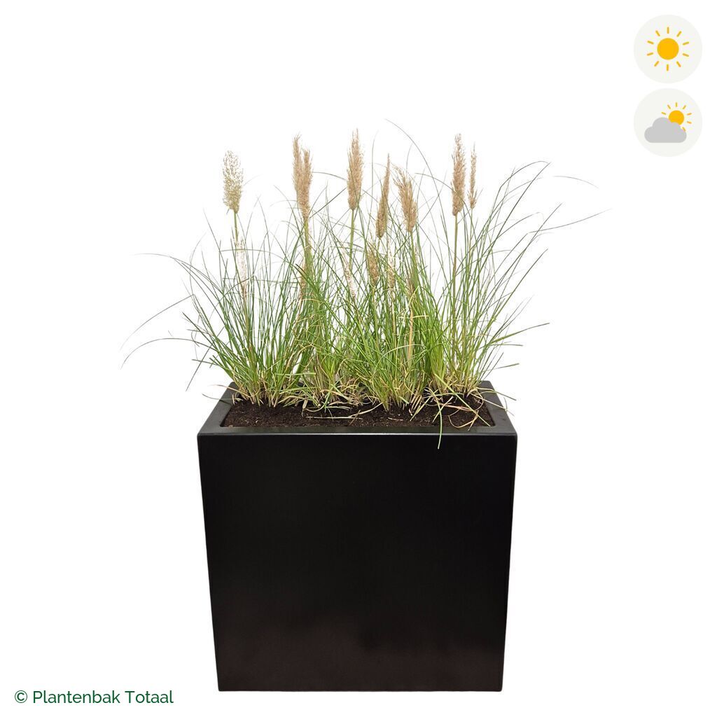 productfoto van plantenbak Aluminium Carrez Rechthoek Pampasgras