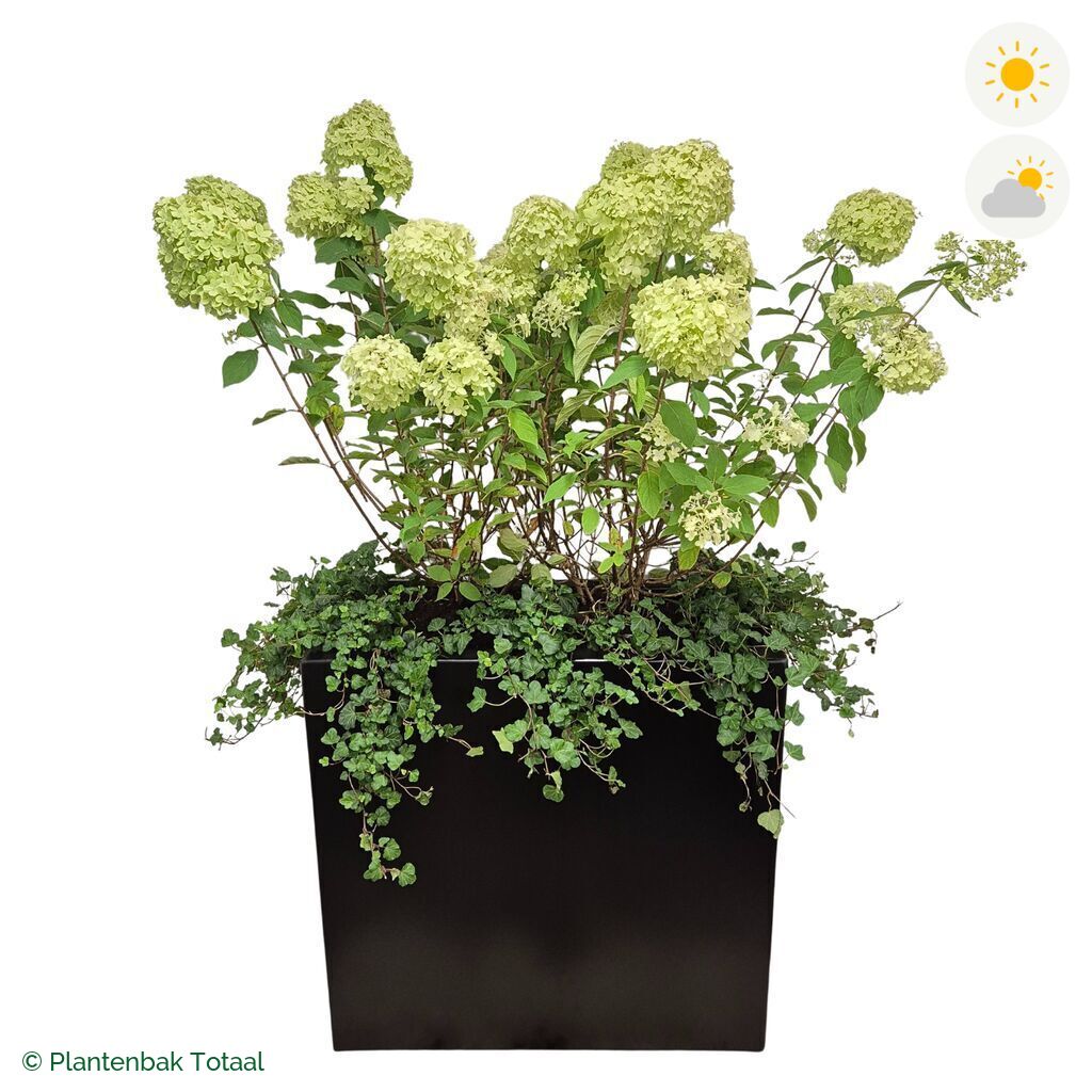 productfoto van plantenbak Aluminium Carrez Rechthoek Pluimhortensia Combinatie