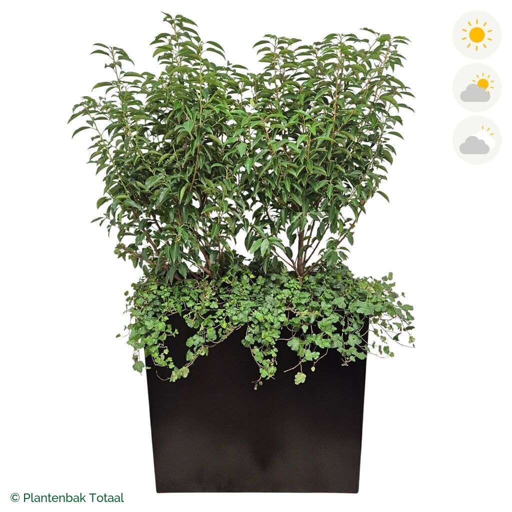productfoto van plantenbak Aluminium Carrez Rechthoek Portugese Laurier