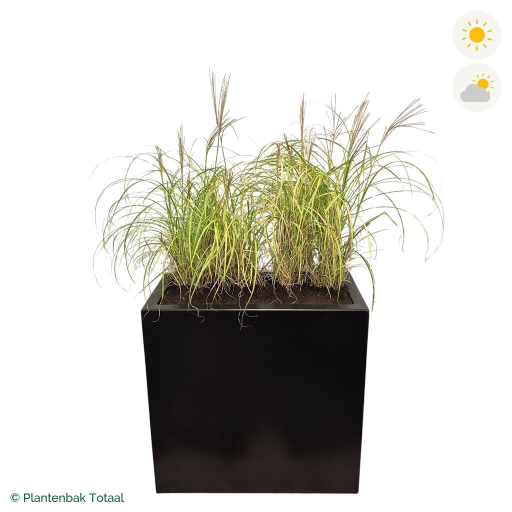 productfoto van plantenbak Aluminium Carrez Rechthoek Prachtriet