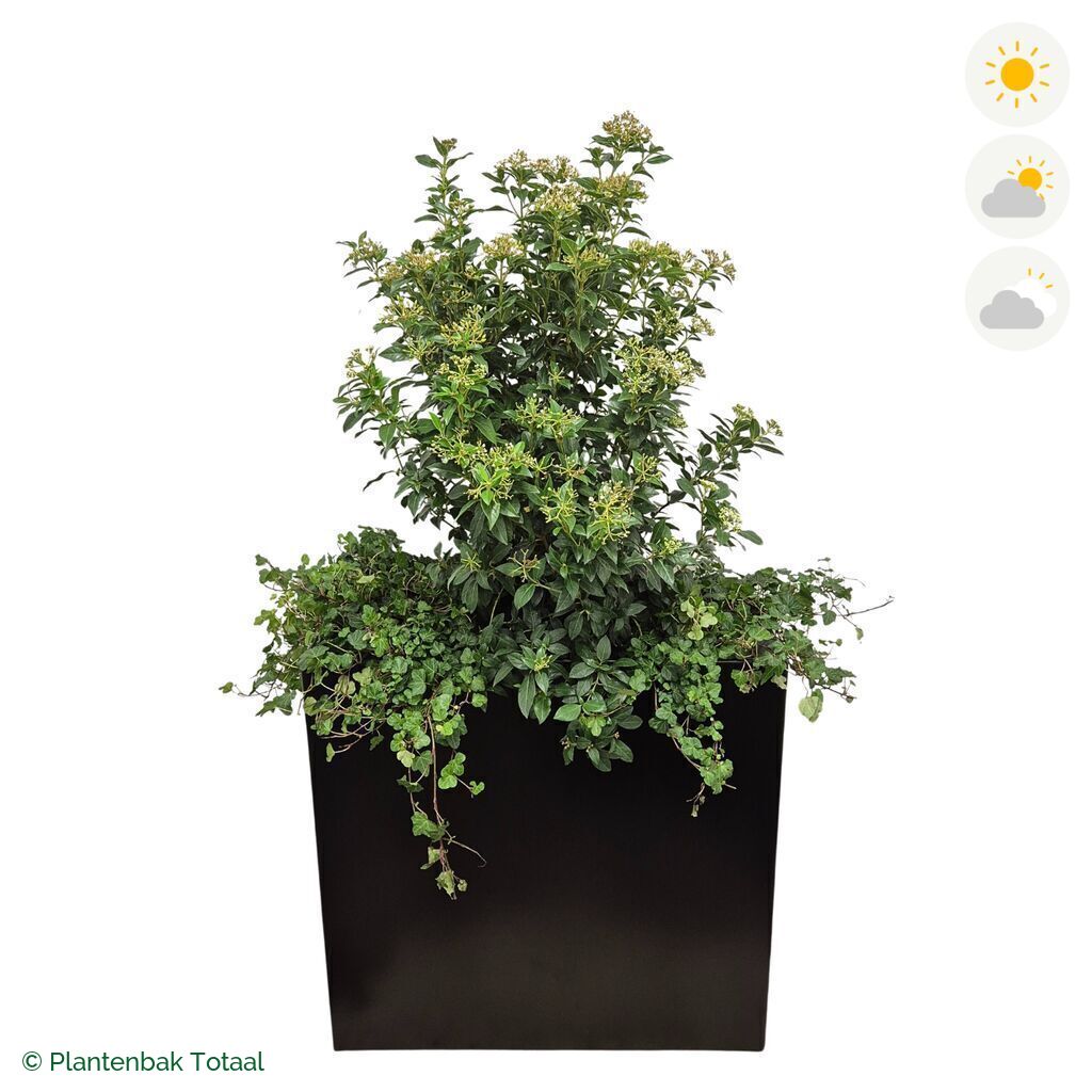 productfoto van plantenbak Aluminium Carrez Rechthoek Sneeuwbal Combinatie