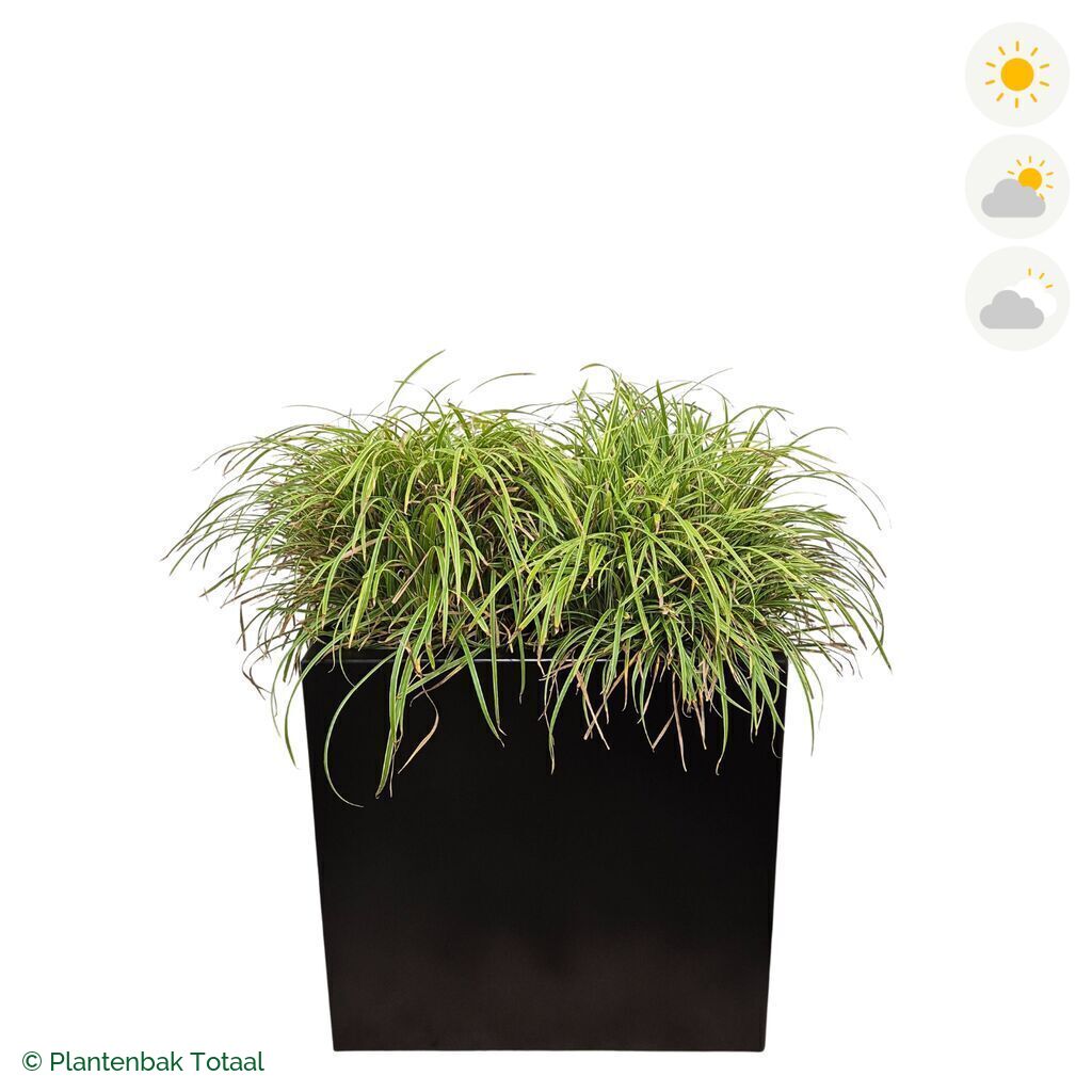 productfoto van plantenbak Aluminium Carrez Rechthoek Zegge