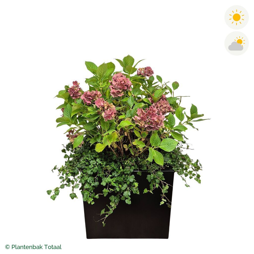 productfoto van plantenbak Aluminium Carrez Vierkant Boerenhortensia Combinatie
