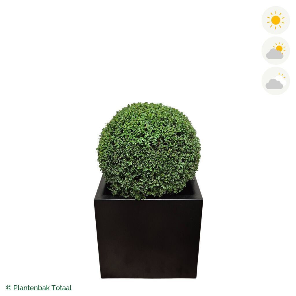 productfoto van plantenbak Aluminium Carrez Vierkant Japanse Hulst