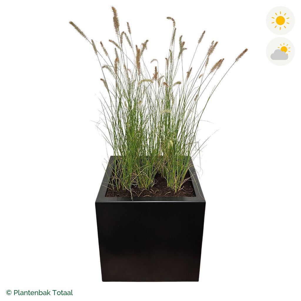 productfoto van plantenbak Aluminium Carrez Vierkant Lampenpoetsersgras