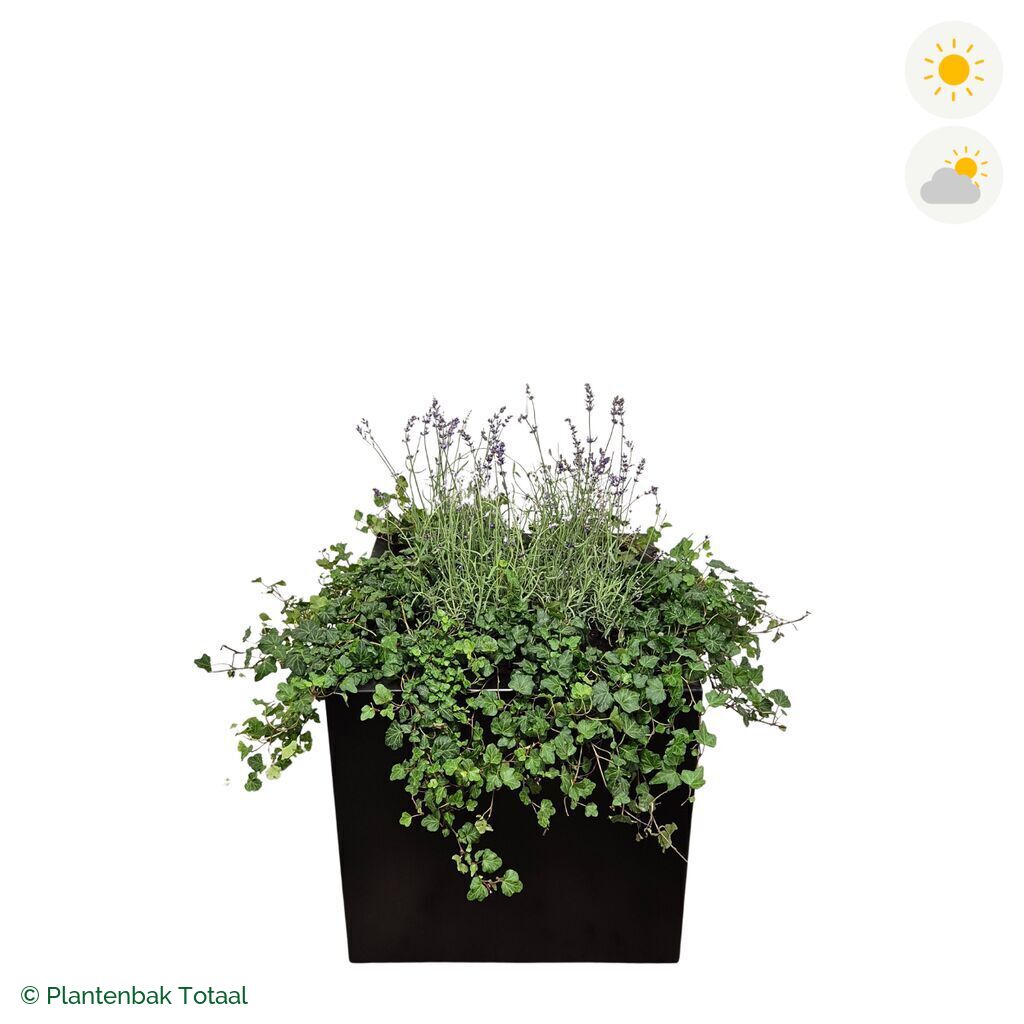 productfoto van plantenbak Aluminium Carrez Vierkant Lavendel Combinatie