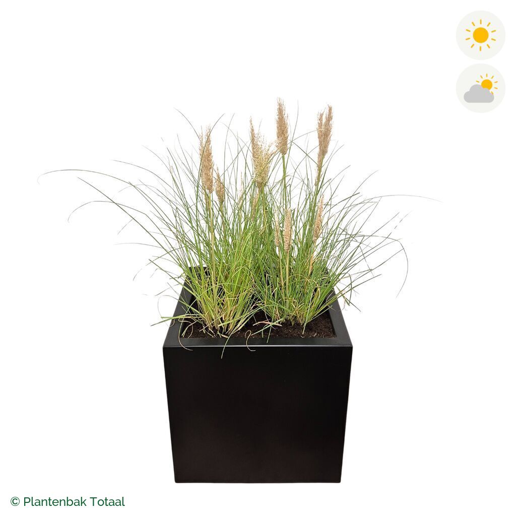 productfoto van plantenbak Aluminium Carrez Vierkant Pampasgras