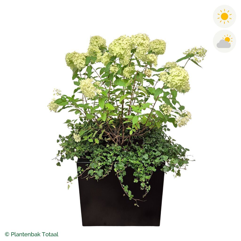 productfoto van plantenbak Aluminium Carrez Vierkant Pluimhortensia Combinatie