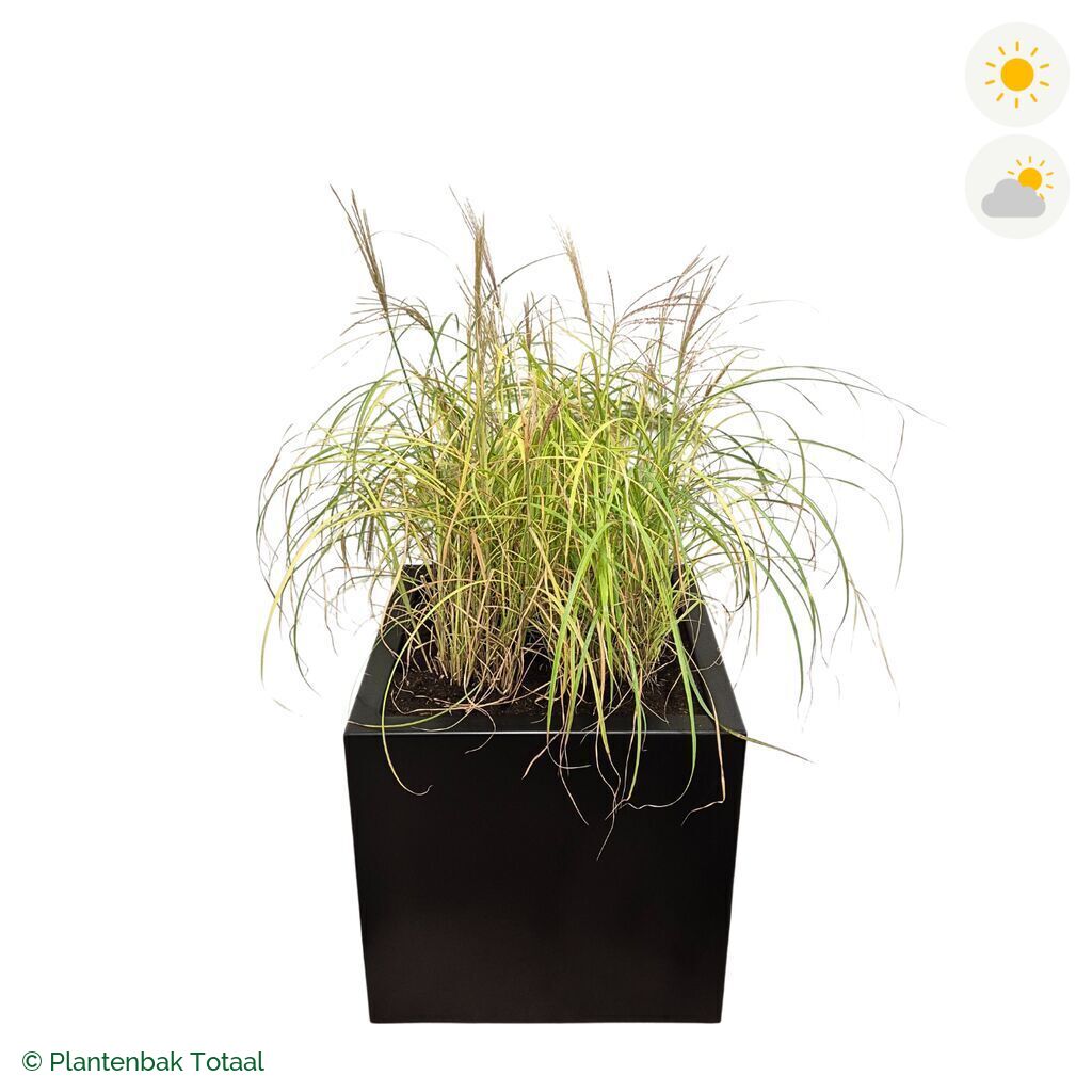 productfoto van plantenbak Aluminium Carrez Vierkant Prachtriet