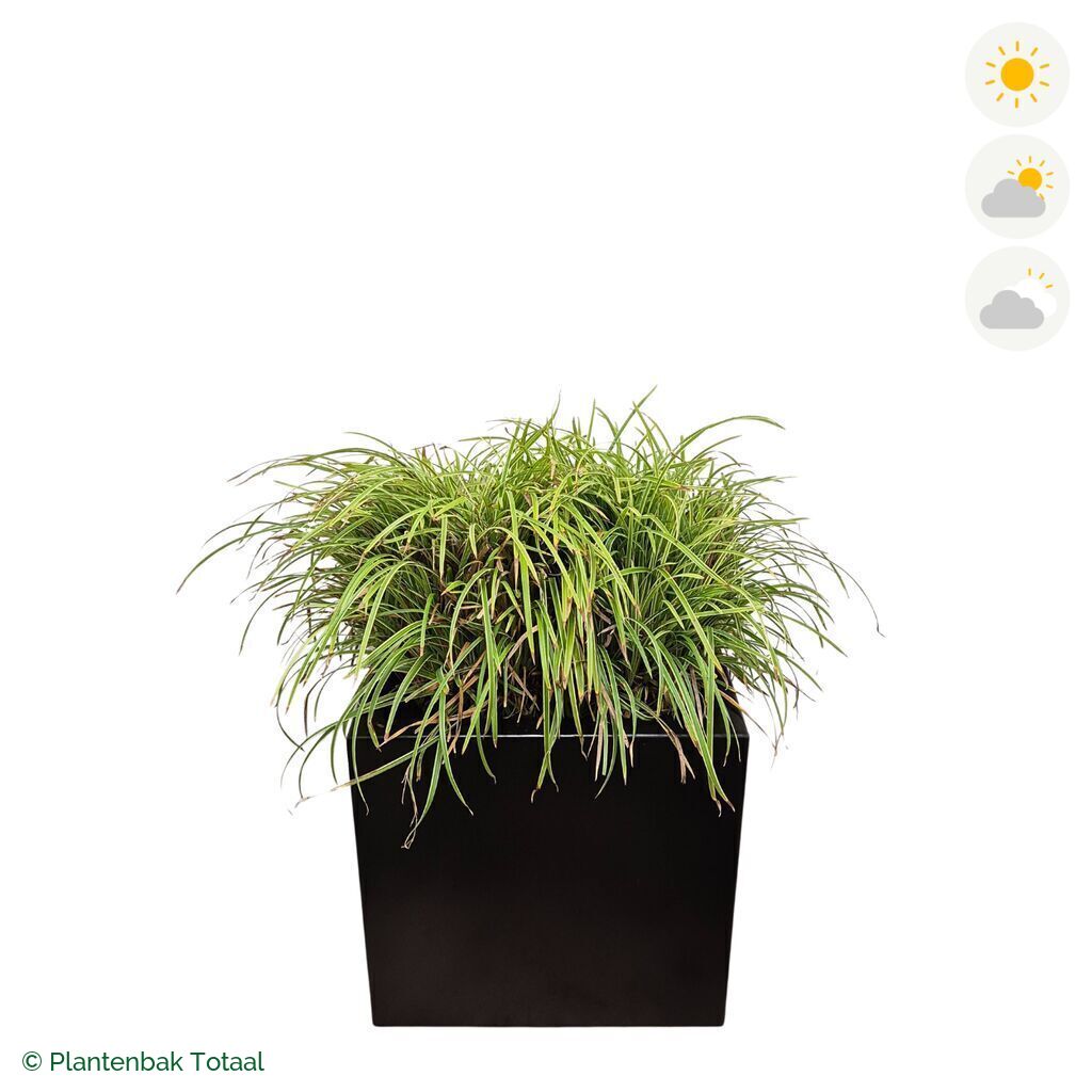 productfoto van plantenbak Aluminium Carrez Vierkant Zegge