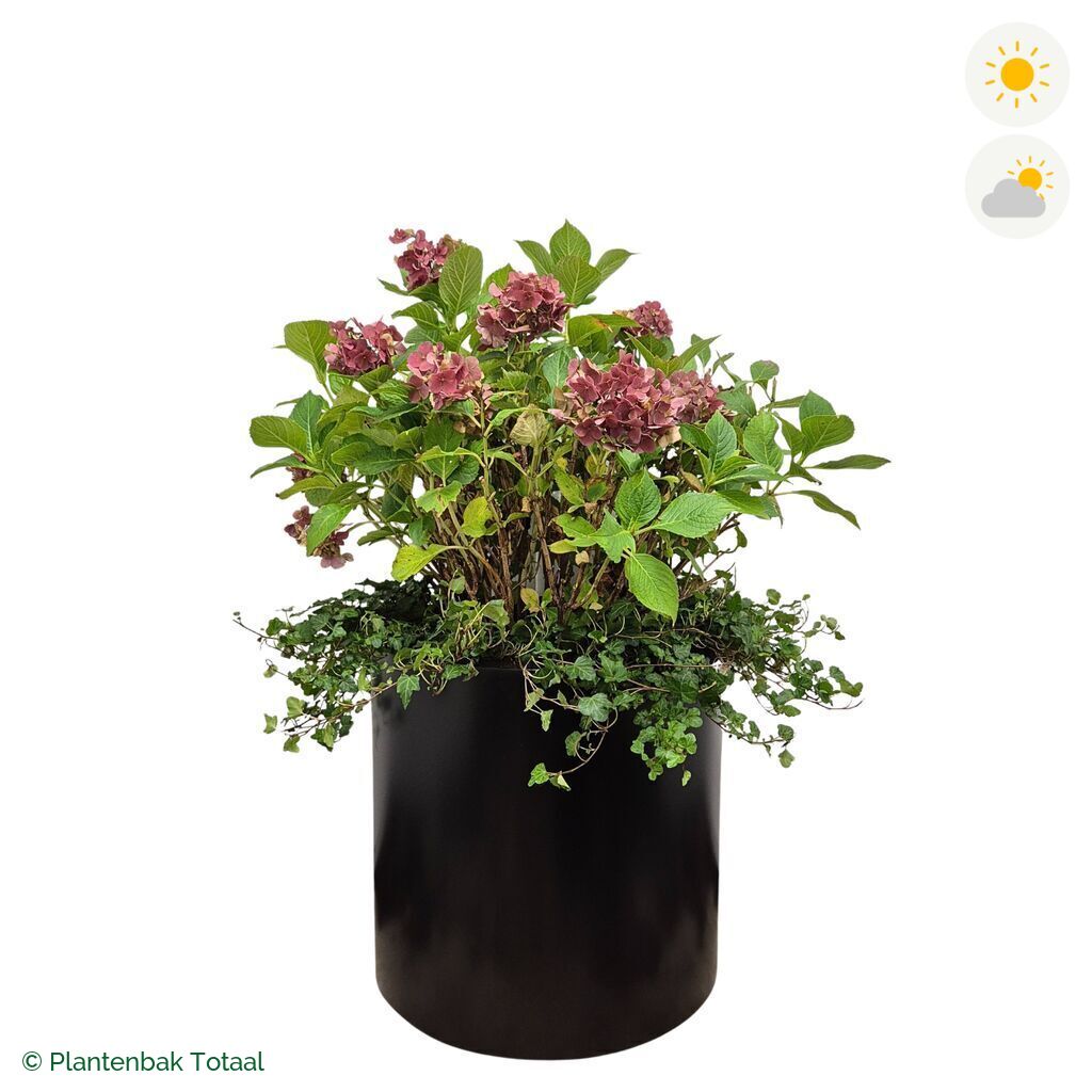 productfoto van plantenbak Aluminium Circum Boerenhortensia Combinatie