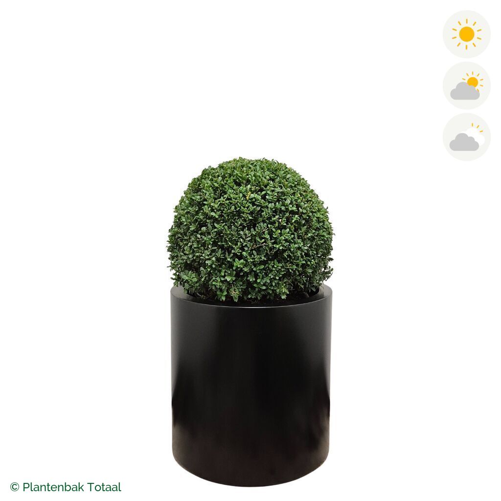 productfoto van plantenbak Aluminium Circum Japanse Hulst