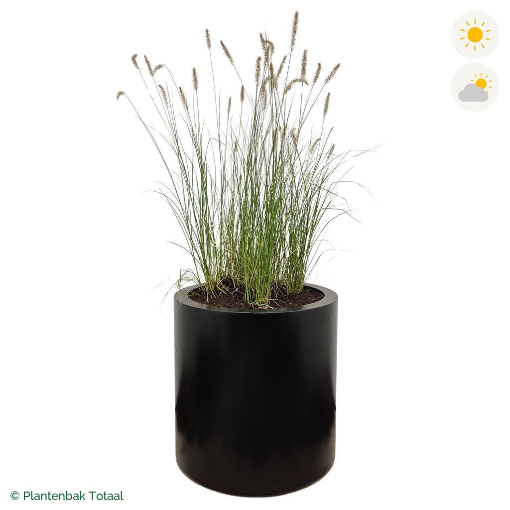 productfoto van plantenbak Aluminium Circum Lampenpoetsersgras