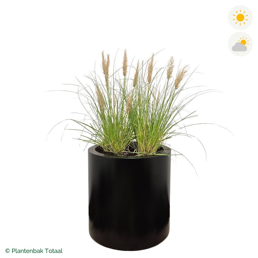 productfoto van plantenbak Aluminium Circum Pampasgras