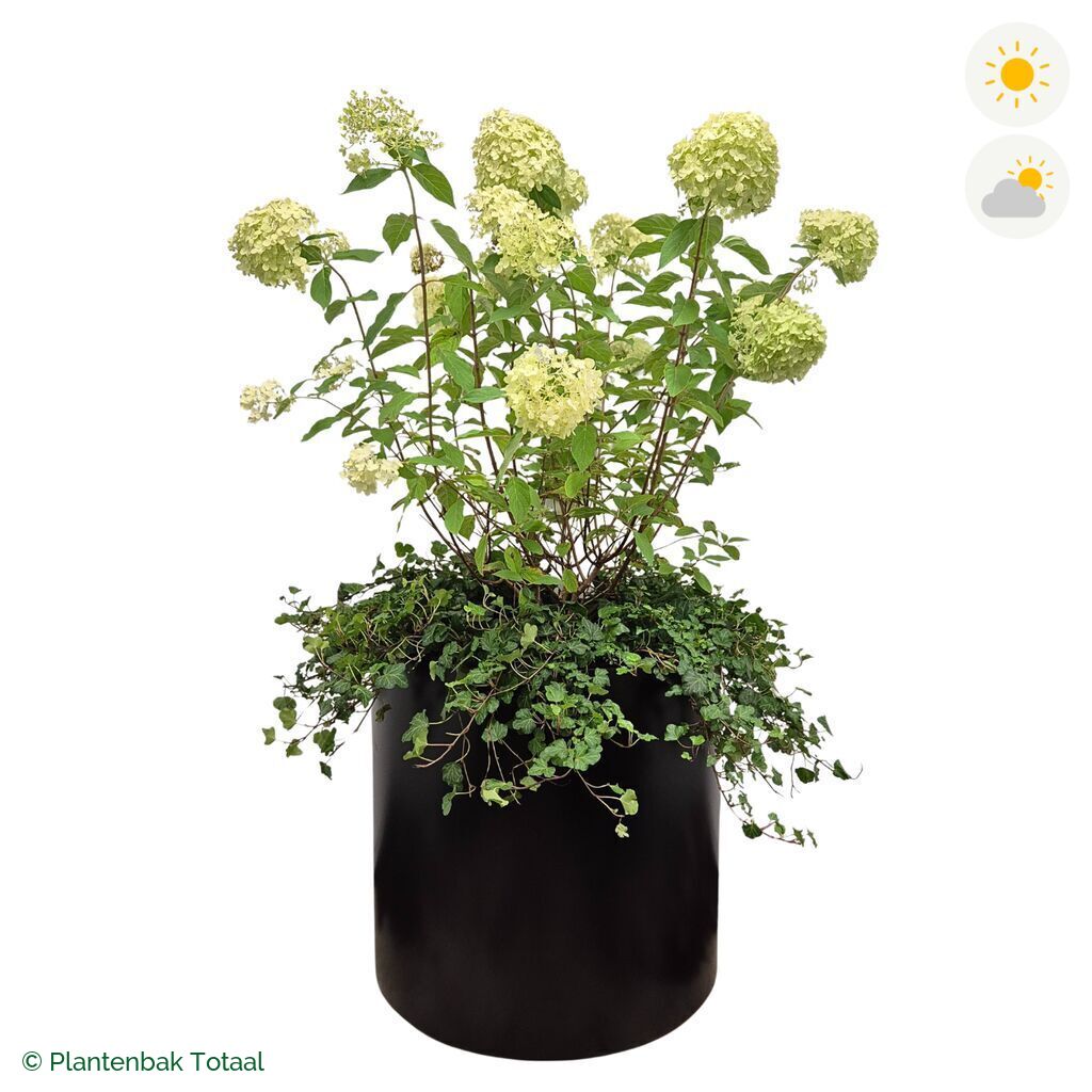 productfoto van plantenbak Aluminium Circum Pluimhortensia Combinatie