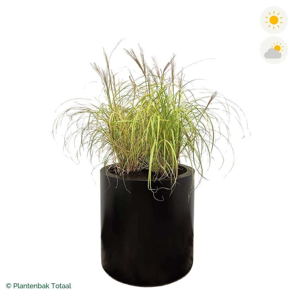 productfoto van plantenbak Aluminium Circum Prachtriet