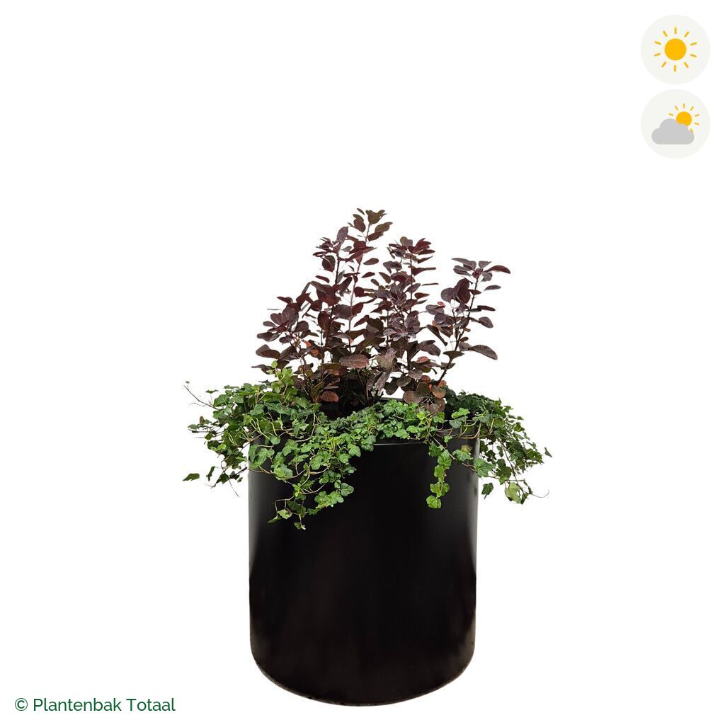 productfoto van plantenbak Aluminium Circum Pruikenboom Combinatie