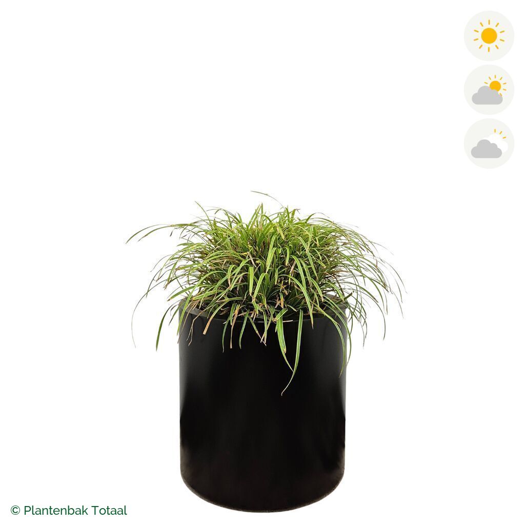 productfoto van plantenbak Aluminium Circum Zegge