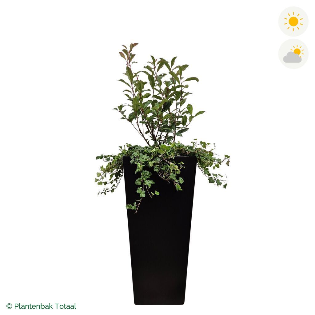 productfoto van plantenbak Aluminium Tap Glansmispel Combinatie
