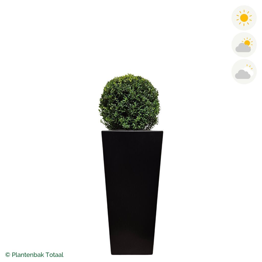 productfoto van plantenbak Aluminium Tap Japanse Hulst