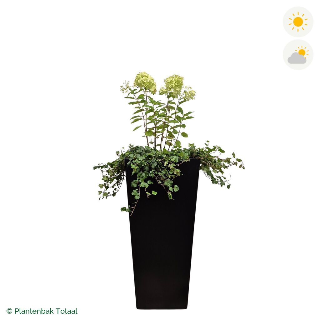 productfoto van plantenbak Aluminium Tap Pluimhortensia Combinatie