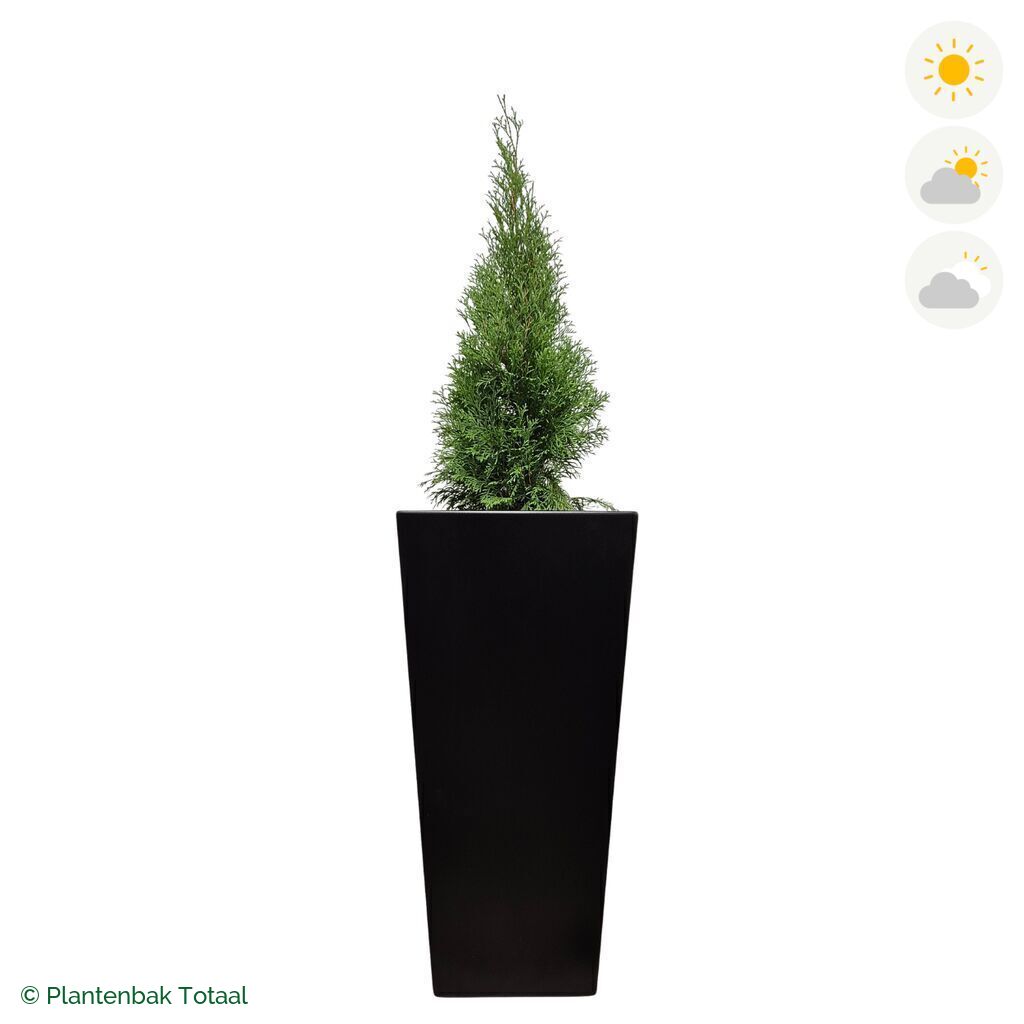 productfoto van plantenbak Aluminium Tap Westerse Levensboom