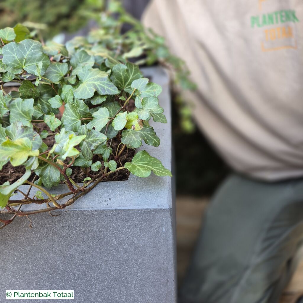 productlijn foto van plantenbak FF Block vierkant