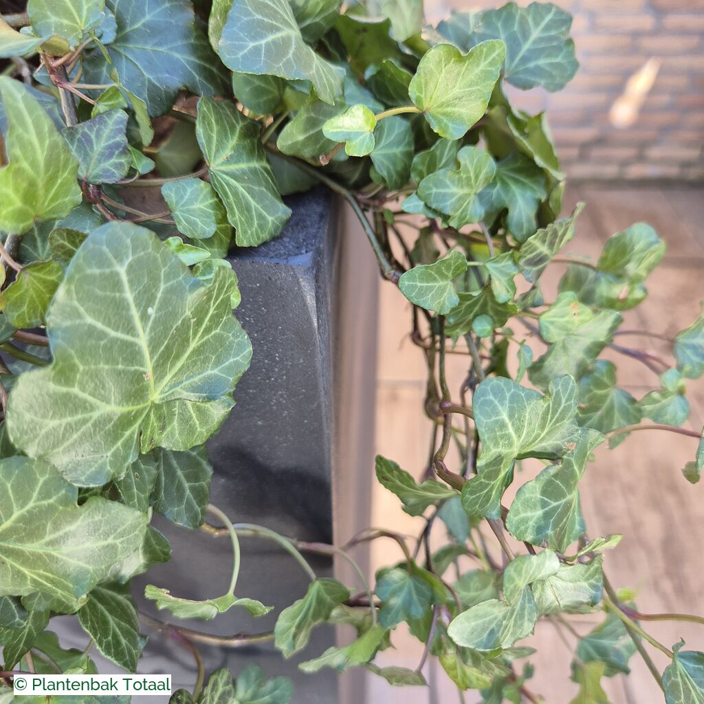 productlijn foto van plantenbak FF Bouvy XL vierkant