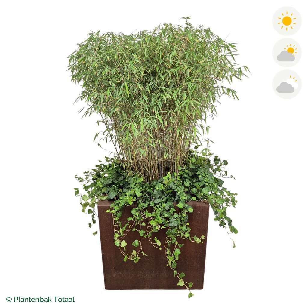 productfoto van plantenbak Cortenstaal Carrez Vierkant Bamboe Combinatie