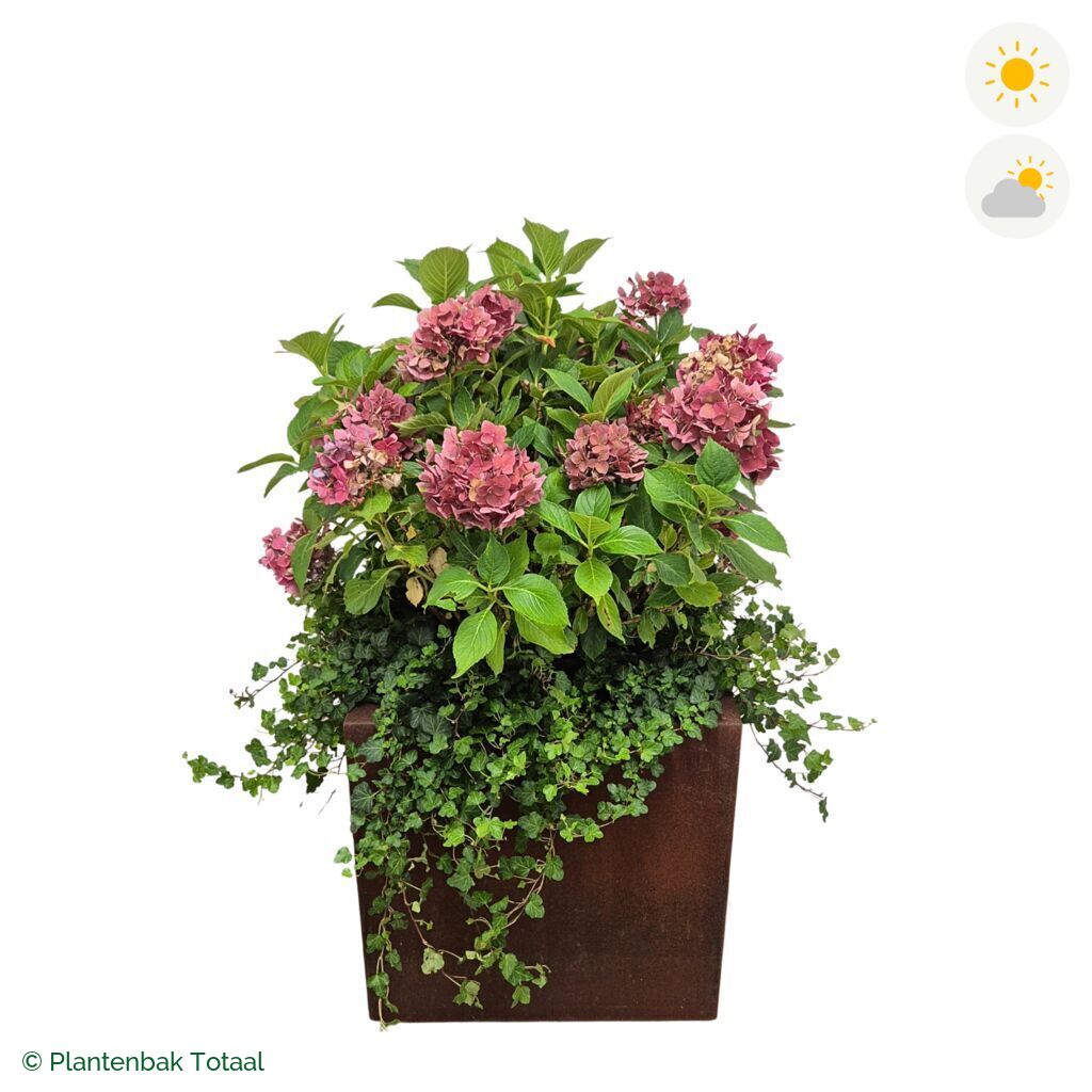 productfoto van plantenbak Cortenstaal Carrez Vierkant Boerenhortensia Combinatie