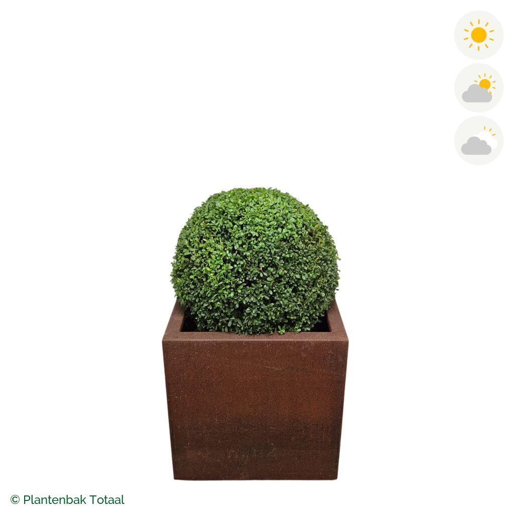 productfoto van plantenbak Cortenstaal Carrez Vierkant Japanse Hulst