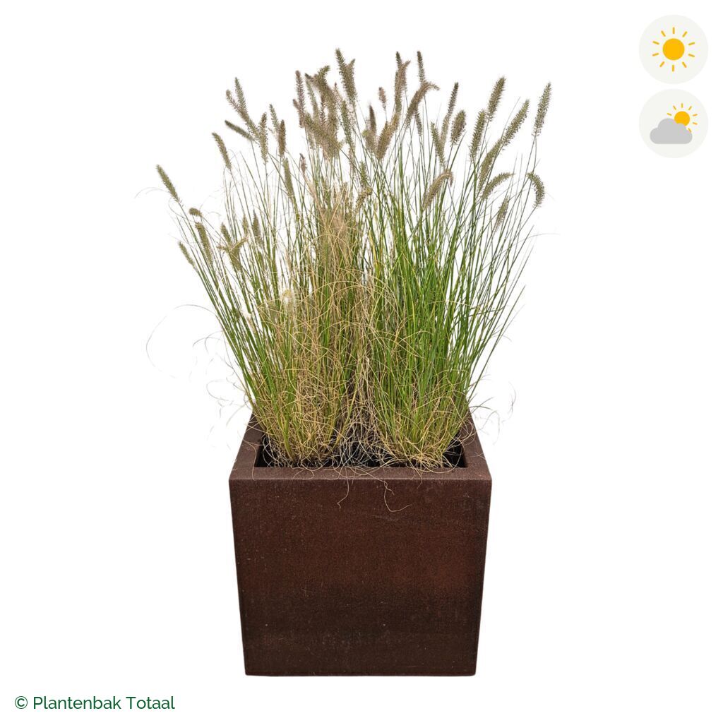 productfoto van plantenbak Cortenstaal Carrez Vierkant Lampenpoetsersgras