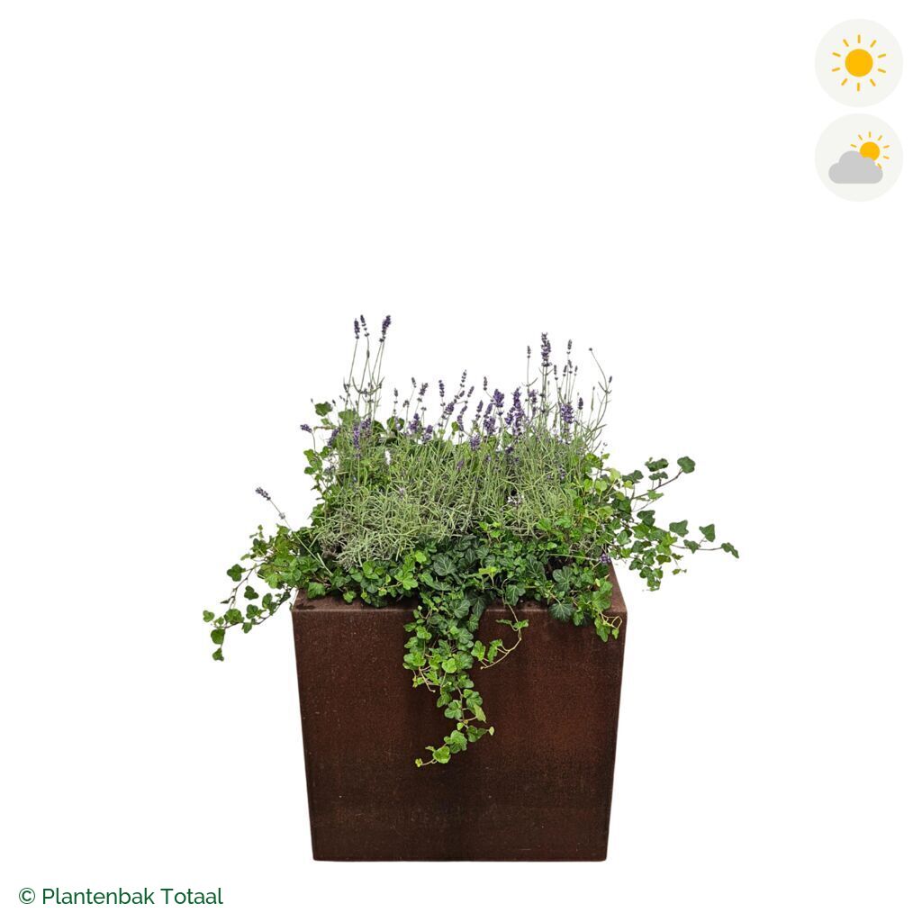 productfoto van plantenbak Cortenstaal Carrez Vierkant Lavendel Combinatie
