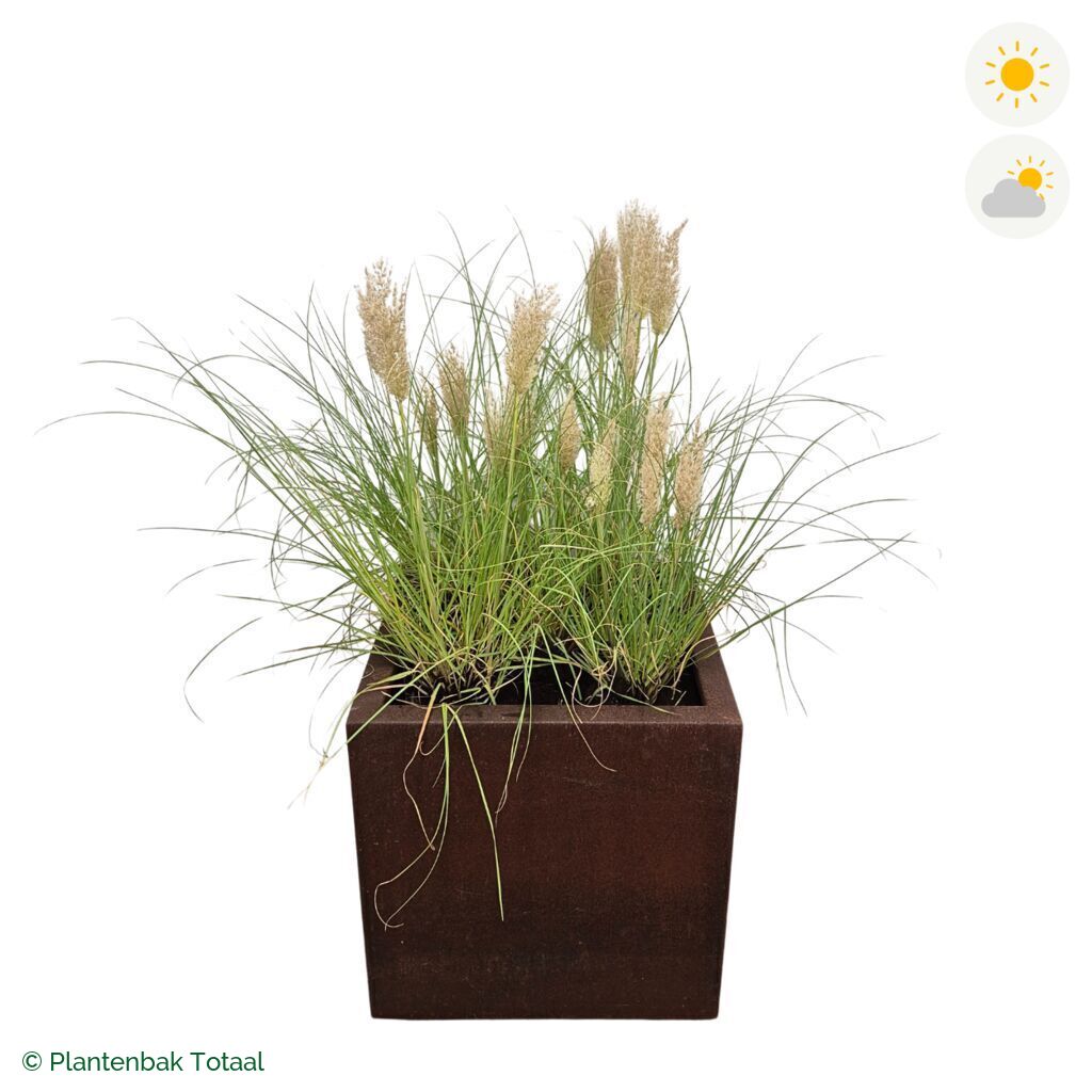 productfoto van plantenbak Cortenstaal Carrez Vierkant Pampasgras